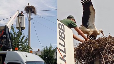 У громаді на Волині врятували лелек, які заплуталися в мотузках У громаді на Волині врятували лелек, які заплуталися в мотузках