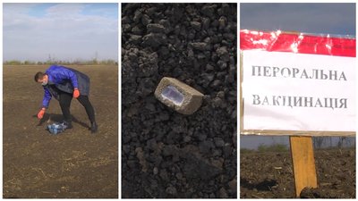 На околицях Маріуполя розкладають вакцину проти сказу диких тварин