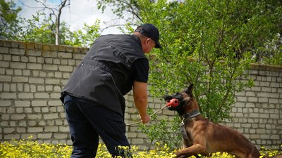 Пес-розміновувач