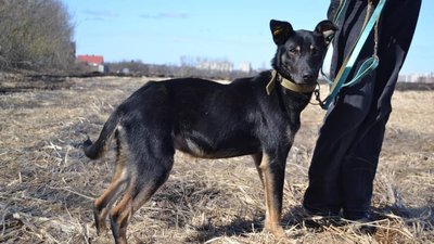 Рятують з-під обстрілів і шукають домівки: у Сумах прийняли 37 тварин із Донеччини Рятують з-під обстрілів і шукають домівки: у Сумах прийняли 37 тварин із Донеччини