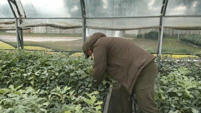 Польський досвід: у Смілянському лісгоспі вирощують дуби в контейнерах Польський досвід: у Смілянському лісгоспі вирощують дуби в контейнерах
