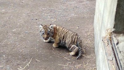 В Одеському зоопарку народилось тигреня