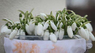 Херсонщина, погода, проліски, квіти