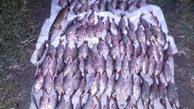 Незаконний вилов риби на понад 200 тисяч гривень. На Миколаївщині підозрюють жителя Доманівки