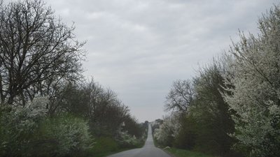 Квітучі дерева обабіч дороги