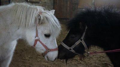 Волонтери врятували поні з Херсонщини, тепер вони живуть на Миколаївщині