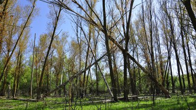 Острів Малий Татару на Одещині Острів Малий Татару на Одещині