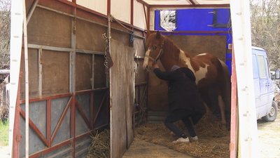 Коней везли у спеціальному трейлері Коней везли у спеціальному трейлері