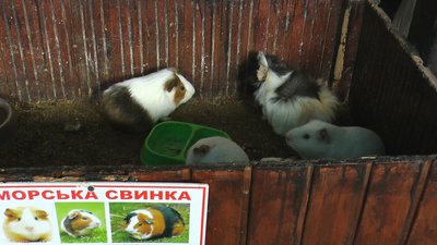 Зоопарк тварини зима Білицьке Донецька область Зоопарк тварини зима Білицьке Донецька область