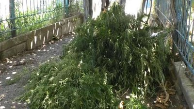 На Херсонщині у жителя Червоного Маяка вилучили 173 кущі конопель