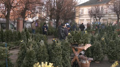 Мінприроди не погодило. Лісгоспи Івано-Франківщини не продаватимуть ялинки у 2022 Мінприроди не погодило. Лісгоспи Івано-Франківщини не продаватимуть ялинки у 2022