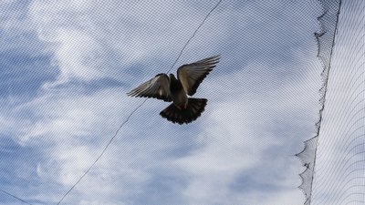 Херсон, погода, природа, птах