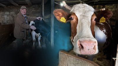 Майже на 40% поменшало корів на Полтавщині за час війни