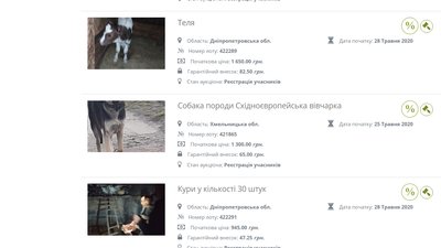Мін'юст продає на аукціоні конфіскованих собак та корів. Що кажуть зоозахисники Мін'юст продає на аукціоні конфіскованих собак та корів. Що кажуть зоозахисники