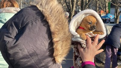 Кожен з історією: у Миколаєві знайшли дім для безпритульних тварин