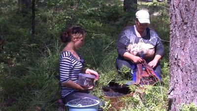 Сезон чорниці на Волині: як вродила та скільки коштує