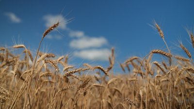 Поле у Сумському районі