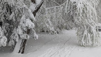 Вкрита снігом стежка та дерева Вкрита снігом стежка та дерева