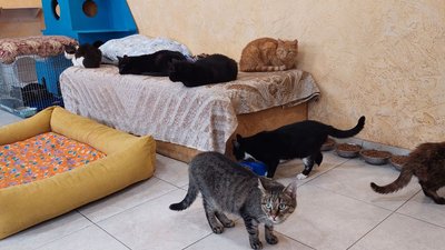 Новий будинок для котів та собак: дніпровський притулок для тварин потребує допомоги Новий будинок для котів та собак: дніпровський притулок для тварин потребує допомоги