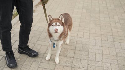 "Така синергія з природою": у Запоріжжі табун коней гуляє містом. Що відомо "Така синергія з природою": у Запоріжжі табун коней гуляє містом. Що відомо