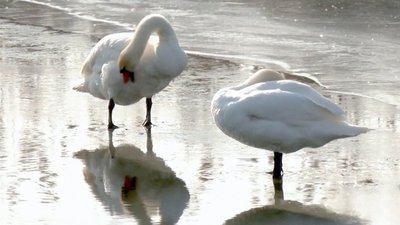 Лебеді на річці Інгул у лютому 2025 року