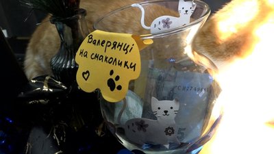 На Житомирщині ветаптека стала домом для вуличних тварин, яких там лікують та підгодовують На Житомирщині ветаптека стала домом для вуличних тварин, яких там лікують та підгодовують