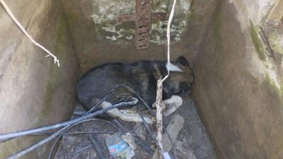 На Дніпропетровщині рятувальники допомогли безпритульному собаці, який впав у колектор