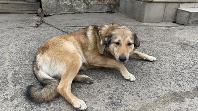 У Полтаві протягом року планують стерилізувати близько двох тисяч безпритульних тварин У Полтаві протягом року планують стерилізувати близько двох тисяч безпритульних тварин