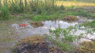 У селі на Черкащині градом побило городину У селі на Черкащині градом побило городину