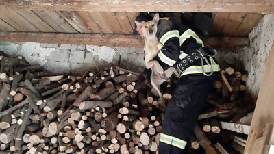 Собаку зняли з горища ветлікарні працівники ДСНС в Іршаві