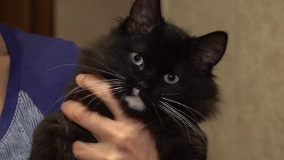 Виводить нову породу котів. Черкащанка Ірина Мізленко Виводить нову породу котів. Черкащанка Ірина Мізленко