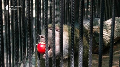 Бабуїни в зоопарку Бабуїни в зоопарку