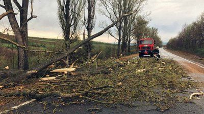 Вітер повалив дерева та знеструмив будинки на Закарпатті