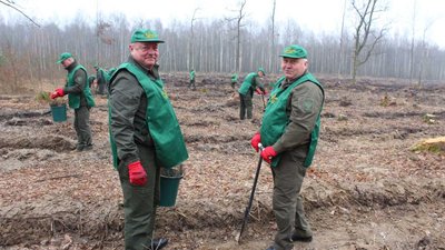 "Створюємо ліси разом": у Білокоровицькому лісгоспі на Житомирщині висадили понад два гектари лісу