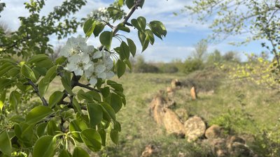 Історія давніх цивілізацій на Миколаївщині: що таке кромлехи