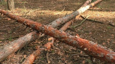 У Миколаєві жителі мікрорайону вийшли на захіст лісу