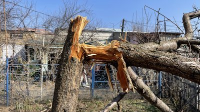 Пошкоджене дерево, обстріли Херсона