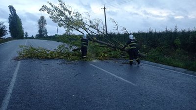 Повалені дерева та відустність електропостачання — наслідки негоди на Вінниччині Повалені дерева та відустність електропостачання — наслідки негоди на Вінниччині