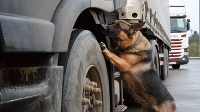 Прикордонник-кінолог з Волині започаткував династію службових собак Прикордонник-кінолог з Волині започаткував династію службових собак