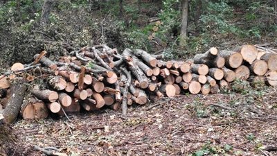 Стовбури зрізаних дерев у Близнюківській громаді
