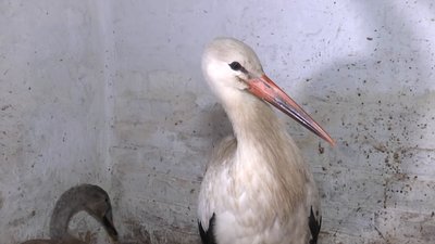 На Вінниччині родина прихистила в себе вдома лебедя та двох лелек На Вінниччині родина прихистила в себе вдома лебедя та двох лелек