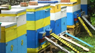 Корчаться в судомах і вмирають. На Хмельниччині масово гинуть бджоли Корчаться в судомах і вмирають. На Хмельниччині масово гинуть бджоли