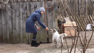Великий переїзд: волонтери перевезли на Черкащину 80 котів із Донеччини