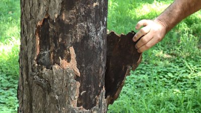 "Уже не буде такого клімату, як раніше": у черкаському парку висихають дерева "Уже не буде такого клімату, як раніше": у черкаському парку висихають дерева