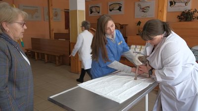 Собаки Собаки