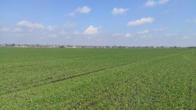 Прогноз щодо урожайності зимових культур ріпака та пшениці на Черкащині Прогноз щодо урожайності зимових культур ріпака та пшениці на Черкащині