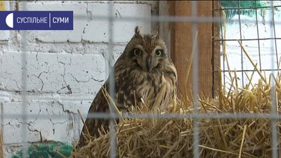 Сумські медики врятували совеня зі зламаним крилом Сумські медики врятували совеня зі зламаним крилом