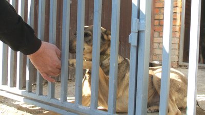Американець Дейл Хеффрон волонтерить у Вінниці: допомагає тваринам, переселенцям та ЗСУ Американець Дейл Хеффрон волонтерить у Вінниці: допомагає тваринам, переселенцям та ЗСУ