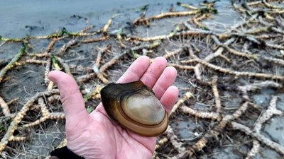На Херсонщині в дніпровських плавнях рівень води впав майже на два метри: чим це загрожує На Херсонщині в дніпровських плавнях рівень води впав майже на два метри: чим це загрожує