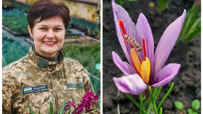 "Додаю його, коли готую морозиво та плов". Жителька Кіровоградщини вирощує вдома шафран
